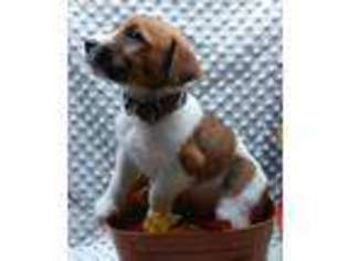 Jack Russell Terrier Puppy for sale in Aquasco, MD, USA