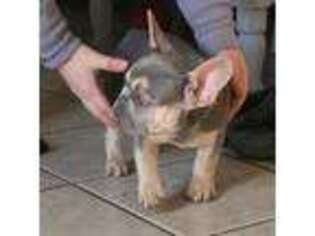 French Bulldog Puppy for sale in Medford, NJ, USA