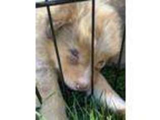 Australian Shepherd Puppy for sale in Sublimity, OR, USA