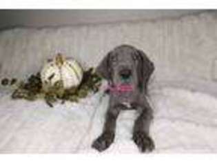 Great Dane Puppy for sale in Royse City, TX, USA