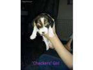 Beagle Puppy for sale in Phenix City, AL, USA