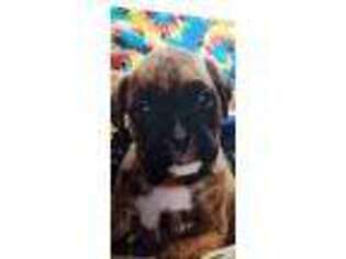 Boxer Puppy for sale in Ypsilanti, MI, USA