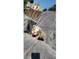 Olde English Bulldogge Puppy for sale in Shakopee, MN, USA