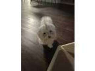 Maltese Puppy for sale in Studio City, CA, USA