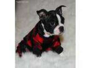 Boston Terrier Puppy for sale in Memphis, MO, USA