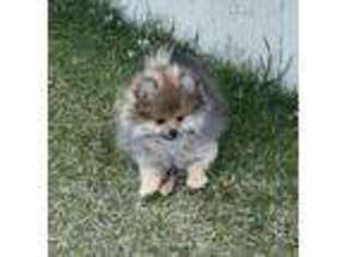 Pomeranian Puppy for sale in Iona, MN, USA