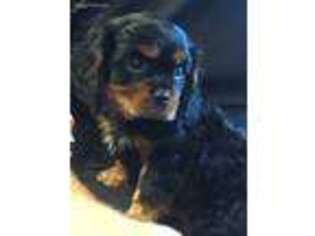 Cavalier King Charles Spaniel Puppy for sale in Danville, IA, USA