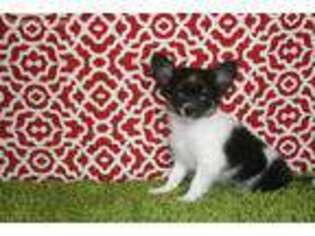 Chihuahua Puppy for sale in Grand Prairie, TX, USA