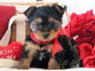 Yorkshire Terrier Puppy for sale in Gap, PA, USA