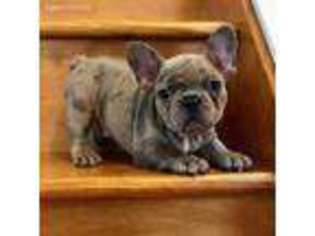 French Bulldog Puppy for sale in Exeter, CA, USA