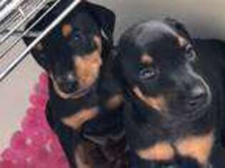 Doberman Pinscher Puppy for sale in Clermont, FL, USA