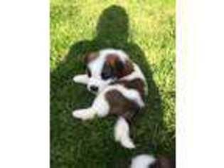 Saint Bernard Puppy for sale in Port Byron, NY, USA