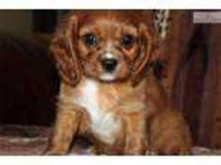 Cavalier King Charles Spaniel Puppy for sale in Iowa City, IA, USA