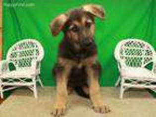 German Shepherd Dog Puppy for sale in Shawnee, OK, USA