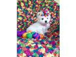 Maltese Puppy for sale in SPRING, TX, USA