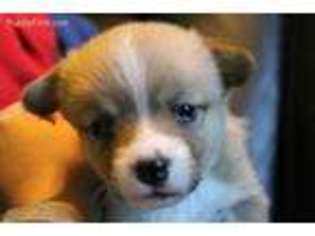 Pembroke Welsh Corgi Puppy for sale in Largo, FL, USA
