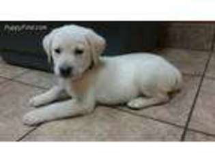 Labrador Retriever Puppy for sale in Elkhorn, WI, USA