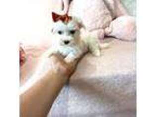 Maltese Puppy for sale in Pembroke Pines, FL, USA