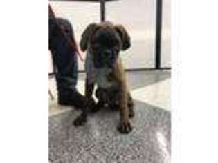 Boxer Puppy for sale in Palmer, MA, USA