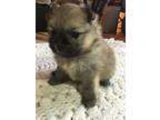 Pomeranian Puppy for sale in Bellingham, WA, USA