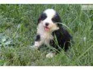 Bernese Mountain Dog Puppy for sale in Athens, GA, USA