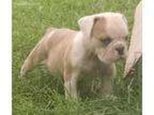 Olde English Bulldogge Puppy for sale in Bowling Green, OH, USA