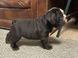 Bulldog Puppy for sale in Red Oak, IA, USA