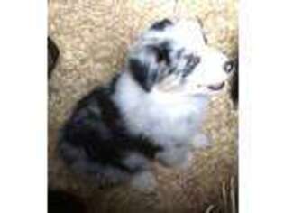 Australian Shepherd Puppy for sale in Austin, AR, USA
