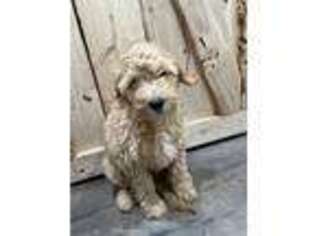 Goldendoodle Puppy for sale in Syracuse, UT, USA