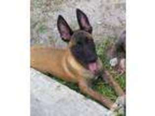 Belgian Malinois Puppy for sale in FORT LAUDERDALE, FL, USA