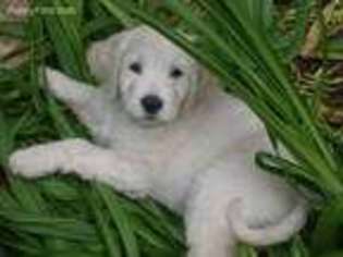 Goldendoodle Puppy for sale in Somerset, WI, USA