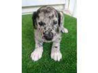Great Dane Puppy for sale in Ruston, LA, USA