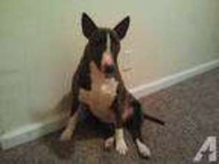 Bull Terrier Puppy for sale in SAINT LOUIS, MO, USA