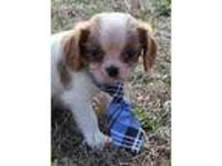 Cavalier King Charles Spaniel Puppy for sale in Caulfield, MO, USA