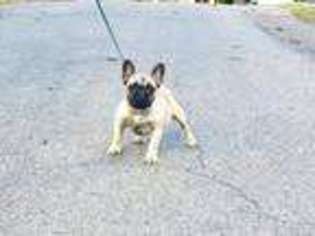 French Bulldog Puppy for sale in Peekskill, NY, USA
