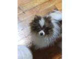 Pomeranian Puppy for sale in Fulton, MO, USA