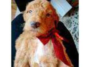 Goldendoodle Puppy for sale in Chenoa, IL, USA