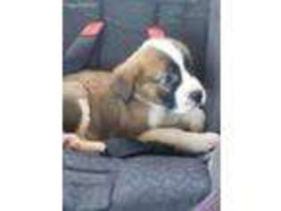 Saint Bernard Puppy for sale in Williamsburg, OH, USA