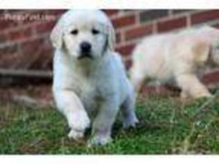 Golden Retriever Puppy for sale in Pell City, AL, USA