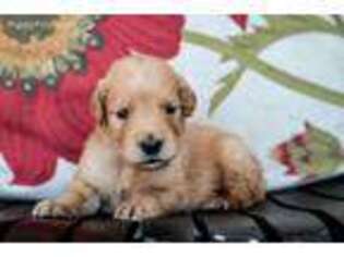 Goldendoodle Puppy for sale in Easley, SC, USA