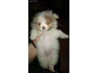 Pomeranian Puppy for sale in Webster, MA, USA
