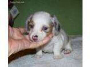 Dachshund Puppy for sale in Hico, TX, USA