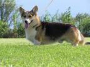 Pembroke Welsh Corgi Puppy for sale in Casper, WY, USA