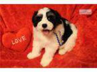 Havanese Puppy for sale in Dayton, OH, USA