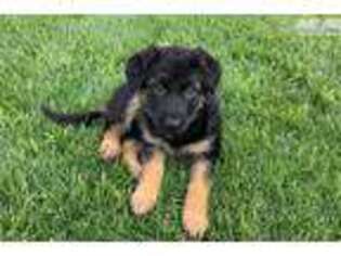 German Shepherd Dog Puppy for sale in Colorado Springs, CO, USA