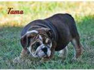 Bulldog Puppy for sale in Macomb, OK, USA