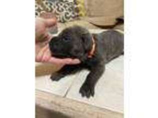 Cane Corso Puppy for sale in Pendleton, OR, USA