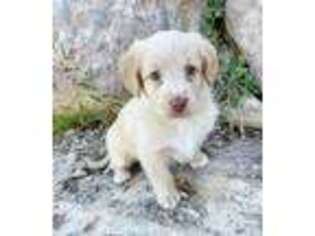Labradoodle Puppy for sale in Kansas City, KS, USA