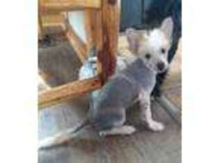 Chinese Crested Puppy for sale in Armstrong, IA, USA