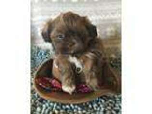 Mutt Puppy for sale in Claremont, CA, USA